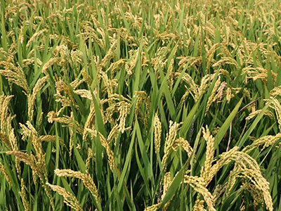 山西阳光800水稻种子