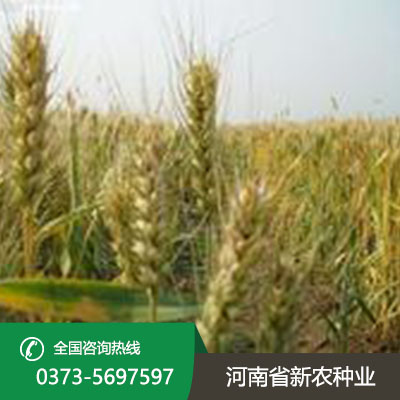 山西小麦种子产品