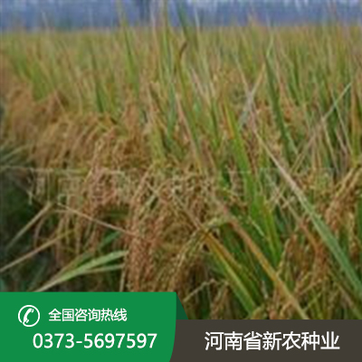 山西水稻种植
