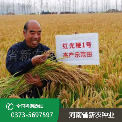 山西水稻种子采购