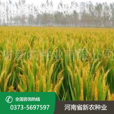 山西水稻种子产品