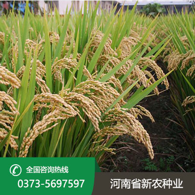 山西水稻种子代理