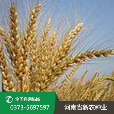 山西小麦种子品种