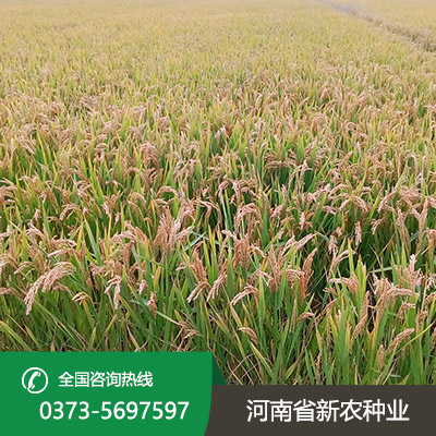 山西常规水稻种子