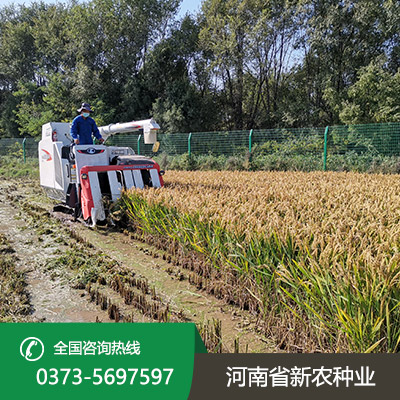 山西水稻种子多少钱一斤