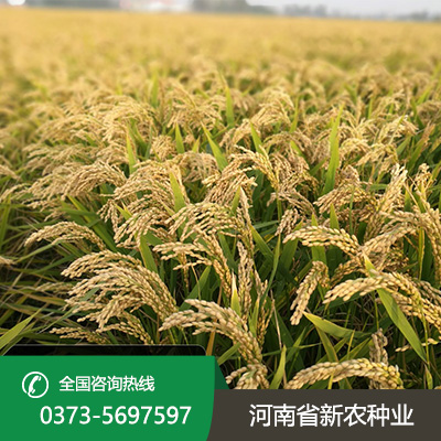 山西麦茬旱直播的水稻品种