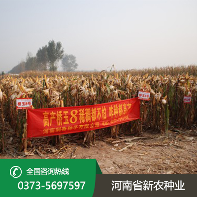 山西适合机器收的玉米种子