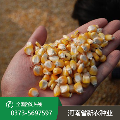 山西玉米种子采购
