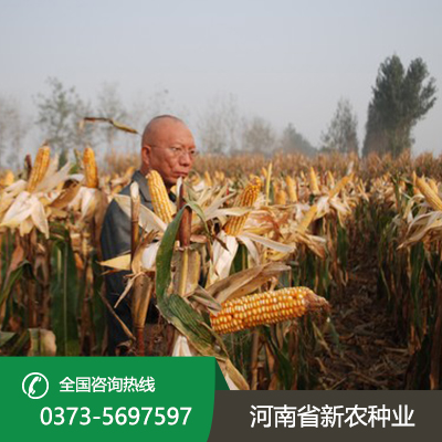 山西直接收籽玉米价格