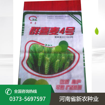 山西群喜麦4号