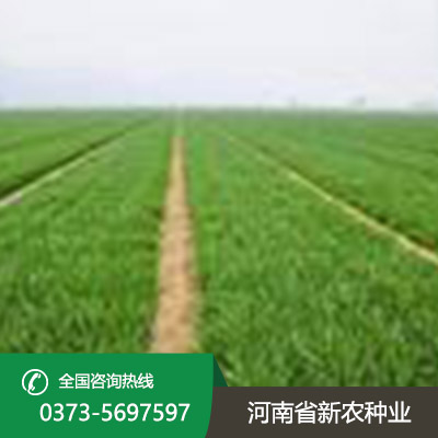 山西小麦种子多少钱一斤