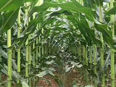山西耐贫瘠玉米种子