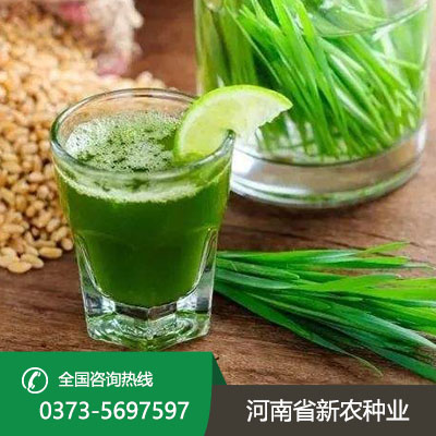 山西青汁种子