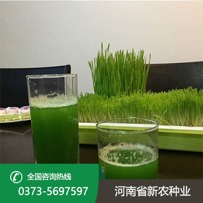 山西青汁小麦种子怎么种