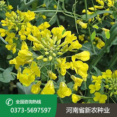 山西油菜花种子