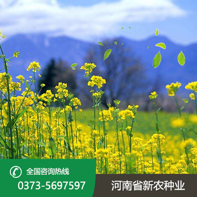 山西油菜籽种子