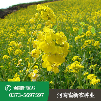 山西油菜种子