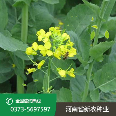 山西杂交油菜籽种子