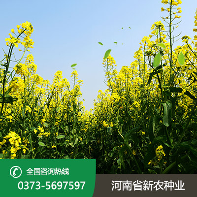 山西杂交油菜种子