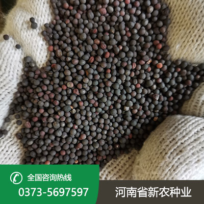 山西老油菜种子