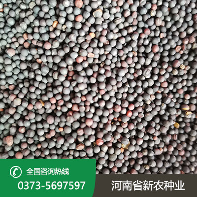 山西天中油6号油菜籽
