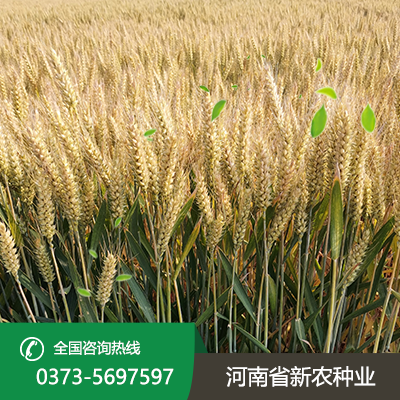 山西才智566麦种