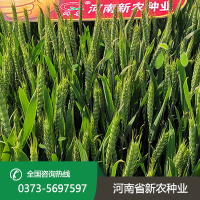 山西抗旱小麦种子