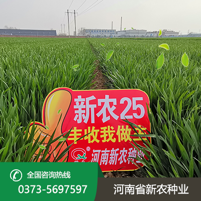 山西矮秆大穗小麦种子