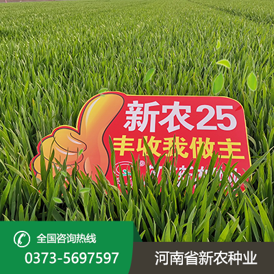 山西新农25小麦种子