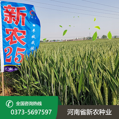 山西新农25小麦种