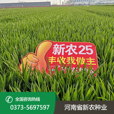 山西小麦种子