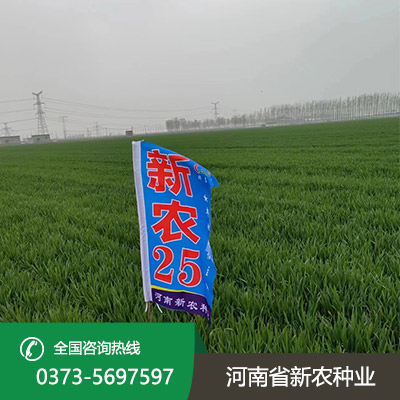 山西小麦种子报价