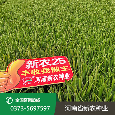 山西丰产小麦种子
