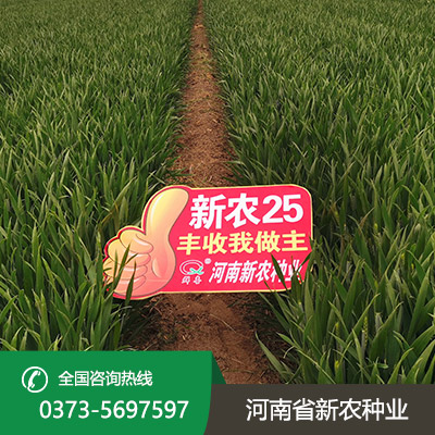 山西高产小麦种子