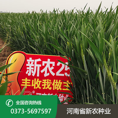 山西小麦种子怎么种