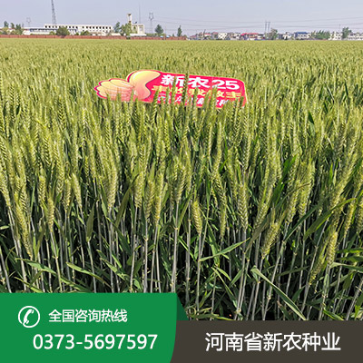 山西小麦种子批发