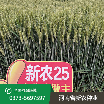 山西小麦种子售价