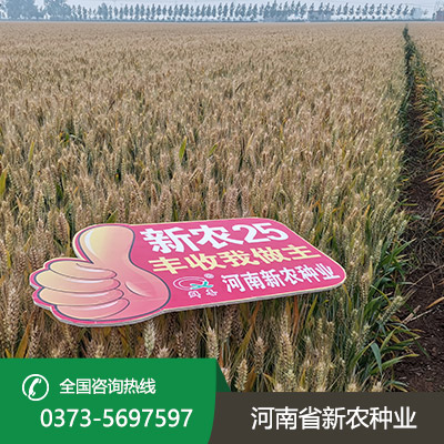 山西超高产小麦种子