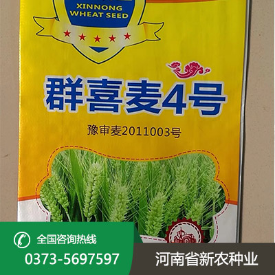山西群喜麦4号小麦种子