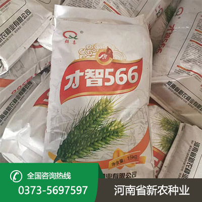 山西早熟小麦种子