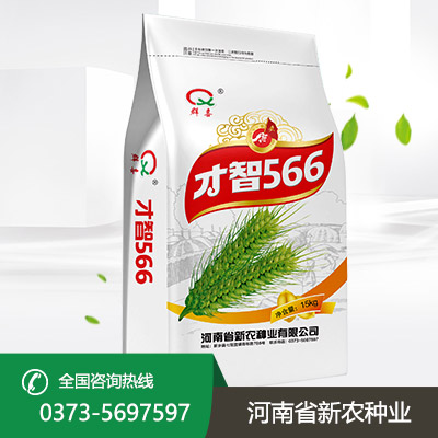 山西才智566小麦种