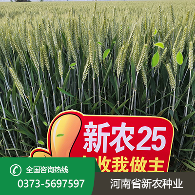山西矮杆大穗小麦种子