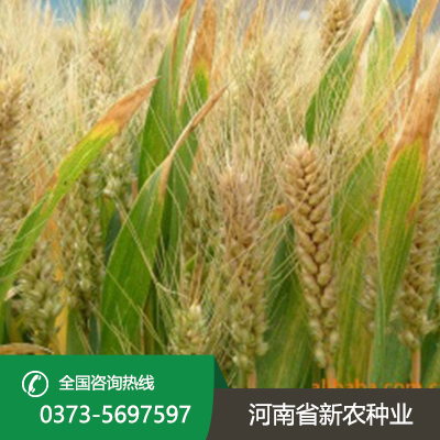 山西抗冻耐寒小麦