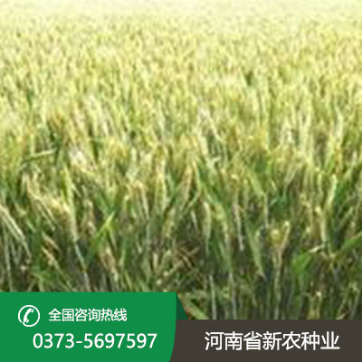 山西抗病抗倒小麦