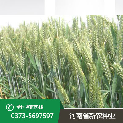 山西抗病抗倒小麦种