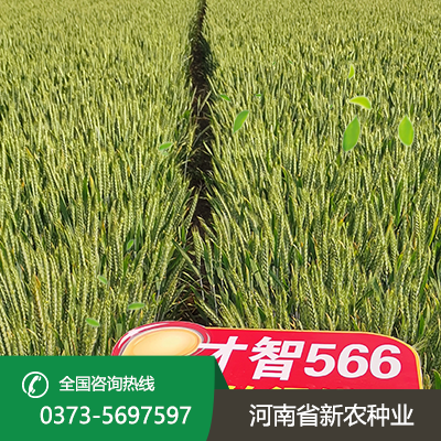 山西才智566小麦种