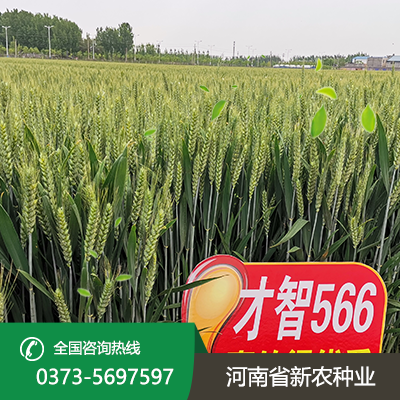 山西才智566小麦种子